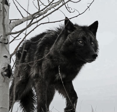 Bildergebnis für black wolf