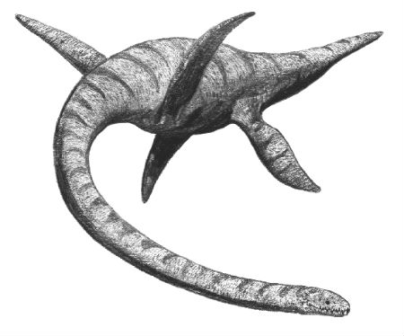 Plesiosaurus drawing